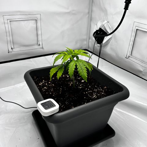 Royal Queen 1 growlog timeline photo