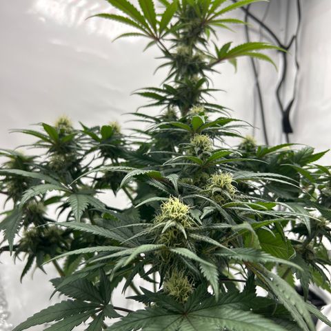 Royal Queen 1 growlog timeline photo