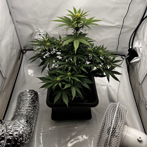 Royal Queen 1 growlog timeline photo