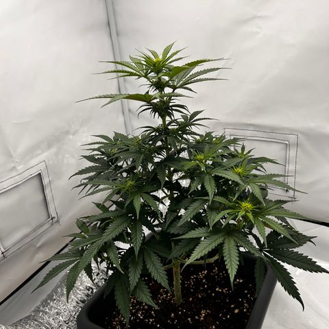 Royal Queen 1 growlog timeline photo