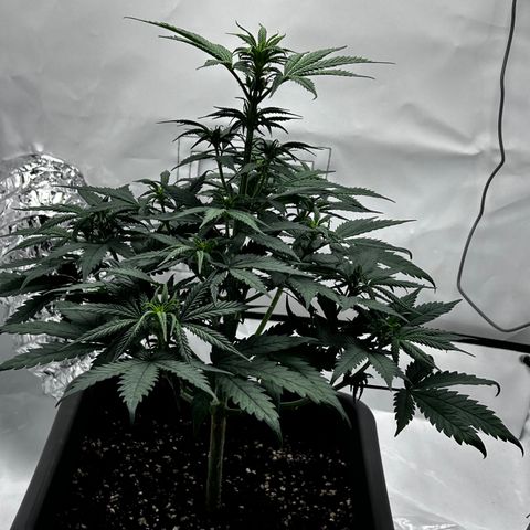 Royal Queen 1 growlog timeline photo