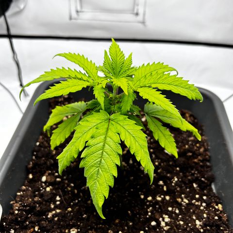 Royal Queen 1 growlog timeline photo