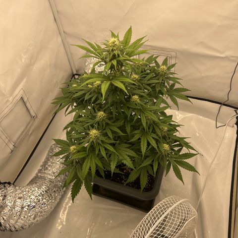 Royal Queen 1 growlog timeline photo