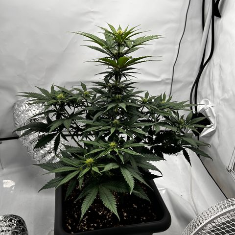 Royal Queen 1 growlog timeline photo