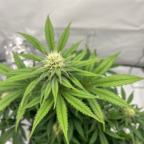Royal Queen 1 growlog timeline photo