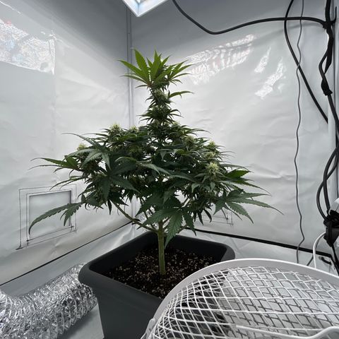 Royal Queen 1 growlog timeline photo