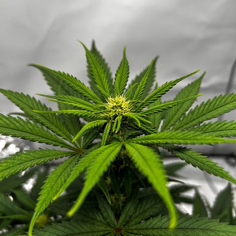 Royal Queen 1 growlog timeline photo