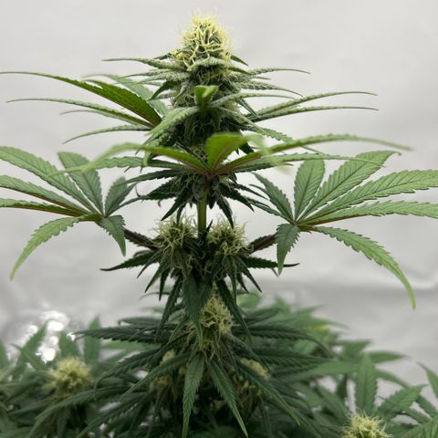 Royal Queen 1 growlog timeline photo