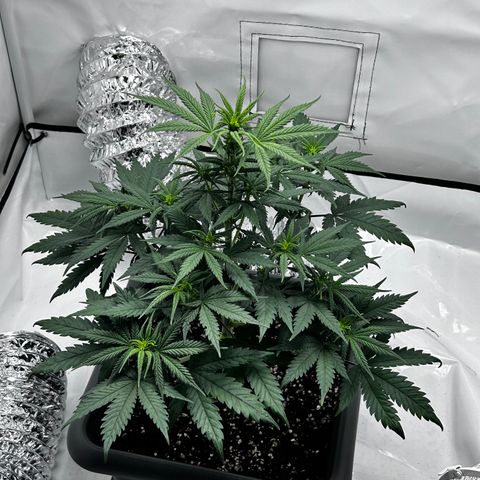 Royal Queen 1 growlog timeline photo