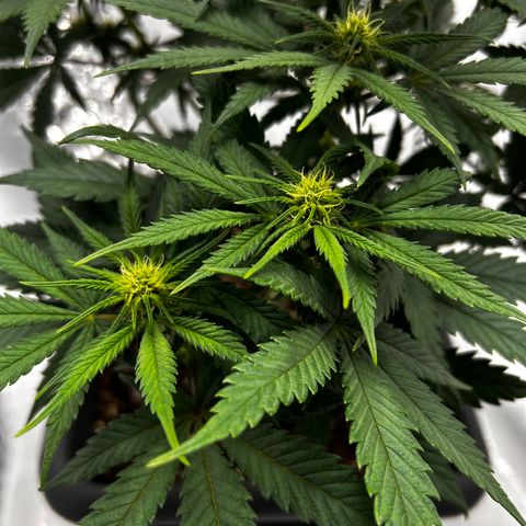 Royal Queen 1 growlog timeline photo