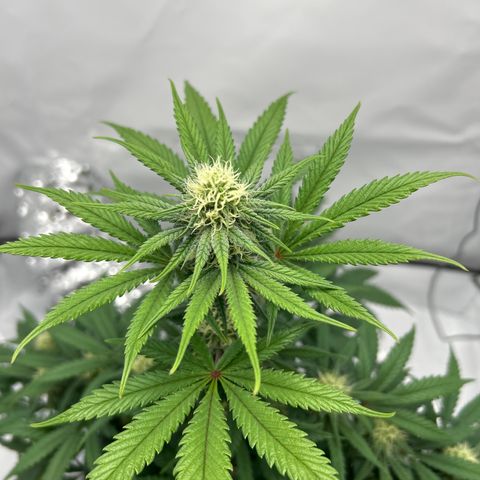 Royal Queen 1 growlog timeline photo