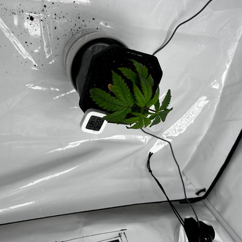 Royal Queen 1 growlog timeline photo