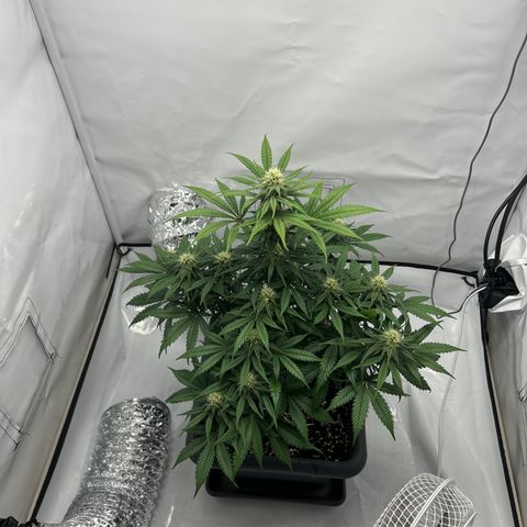 Royal Queen 1 growlog timeline photo