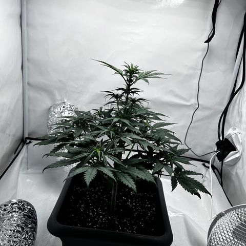 Royal Queen 1 growlog timeline photo