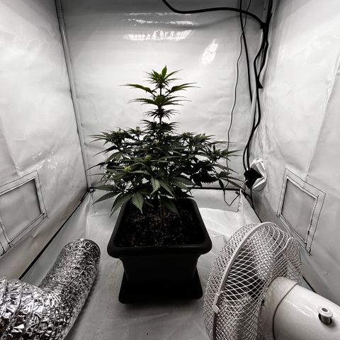 Royal Queen 1 growlog timeline photo
