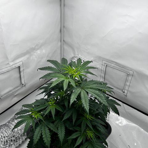 Royal Queen 1 growlog timeline photo