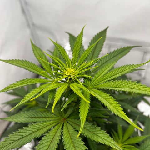 Royal Queen 1 growlog timeline photo