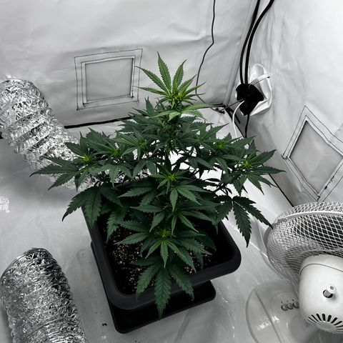 Royal Queen 1 growlog timeline photo