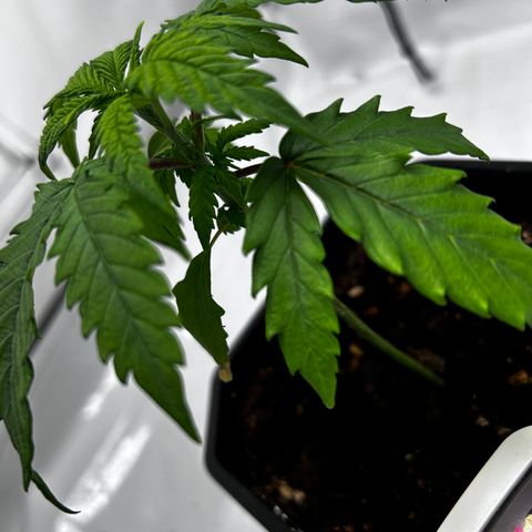 Royal Queen 1 growlog timeline photo