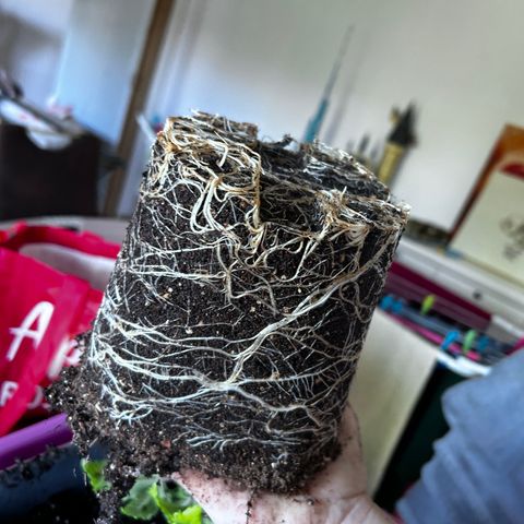 Royal Queen 1 growlog timeline photo