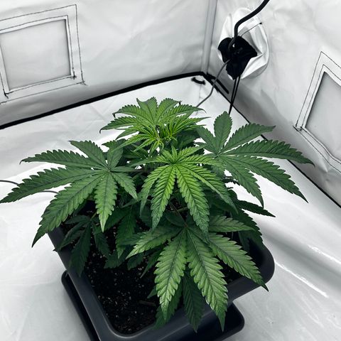 Royal Queen 1 growlog timeline photo