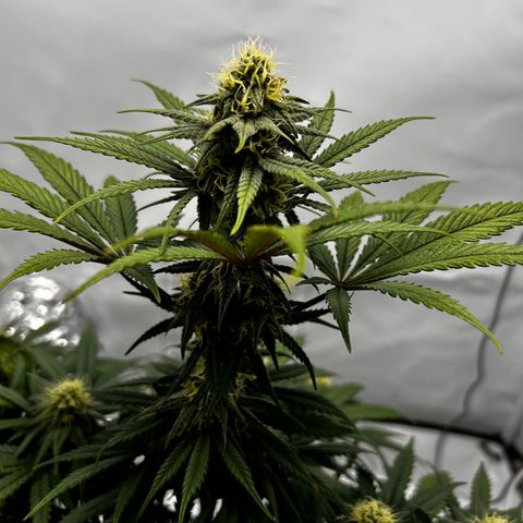 Royal Queen 1 growlog timeline photo
