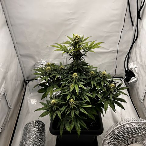 Royal Queen 1 growlog timeline photo
