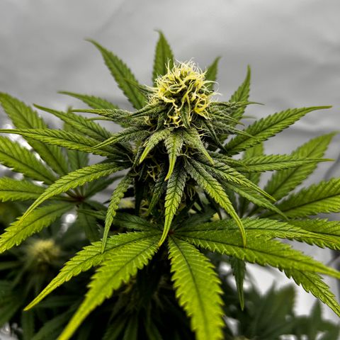 Royal Queen 1 growlog timeline photo