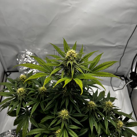Royal Queen 1 growlog timeline photo