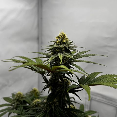 Royal Queen 1 growlog timeline photo