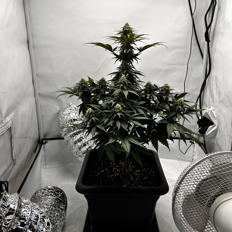 Royal Queen 1 growlog timeline photo