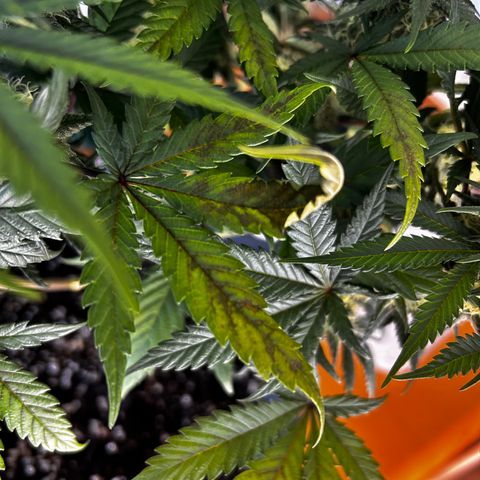 Royal Queen 1 growlog timeline photo