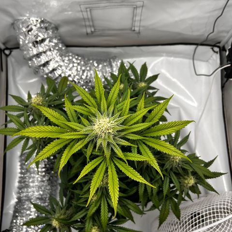 Royal Queen 1 growlog timeline photo