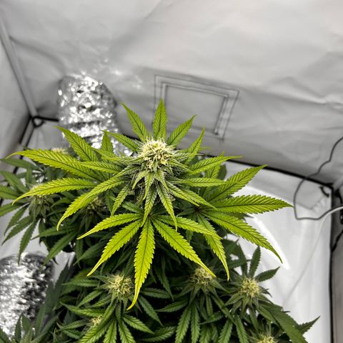 Royal Queen 1 growlog timeline photo