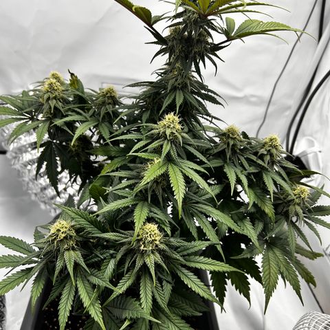 Royal Queen 1 growlog timeline photo