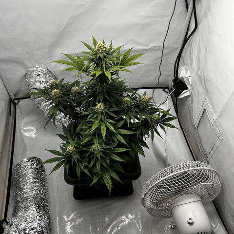 Royal Queen 1 growlog timeline photo