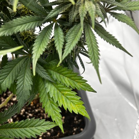 Royal Queen 1 growlog timeline photo