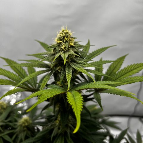 Royal Queen 1 growlog timeline photo