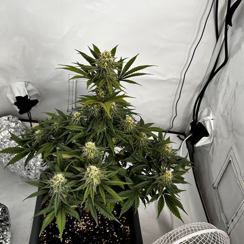 Royal Queen 1 growlog timeline photo