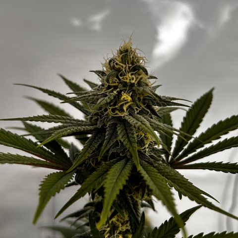Royal Queen 1 growlog timeline photo