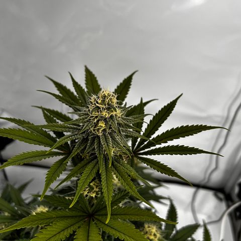 Royal Queen 1 growlog timeline photo