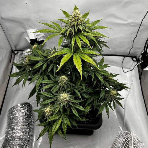 Royal Queen 1 growlog timeline photo