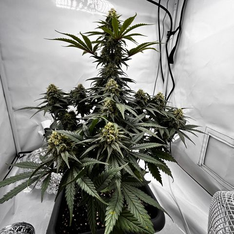 Royal Queen 1 growlog timeline photo