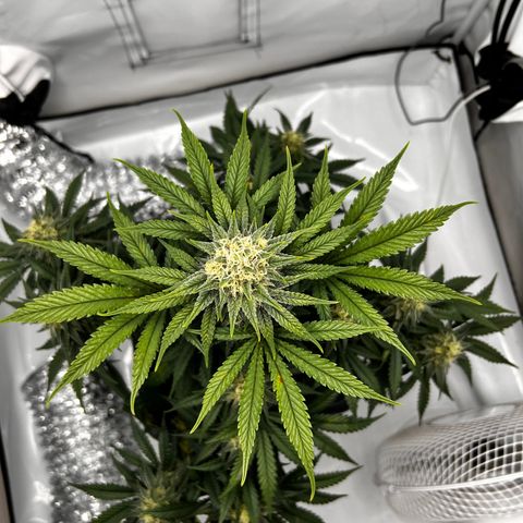 Royal Queen 1 growlog timeline photo