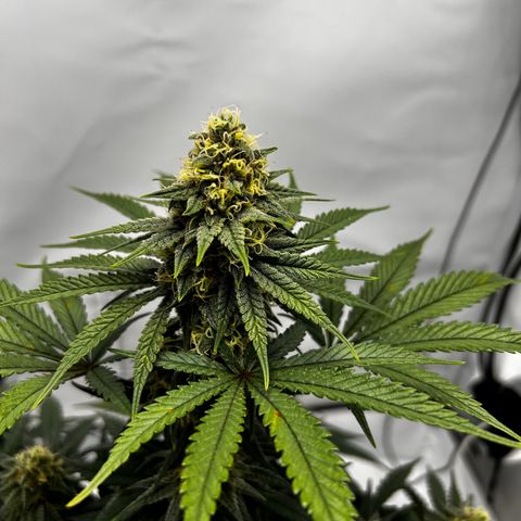 Royal Queen 1 growlog timeline photo