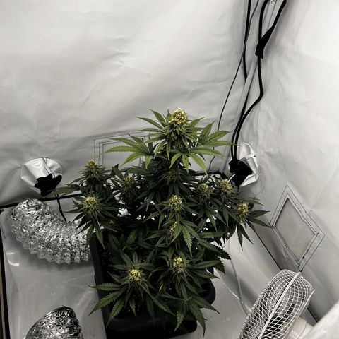 Royal Queen 1 growlog timeline photo