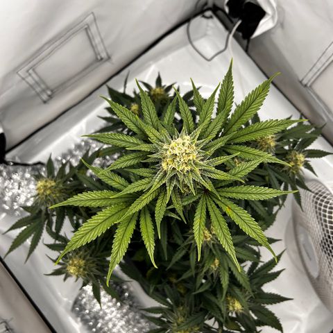 Royal Queen 1 growlog timeline photo