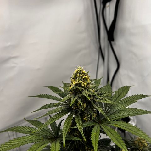 Royal Queen 1 growlog timeline photo