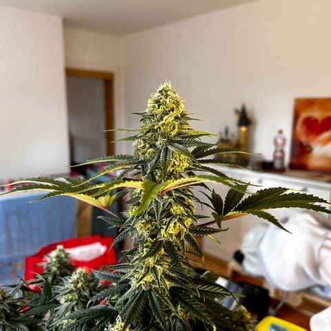 Royal Queen 1 growlog timeline photo