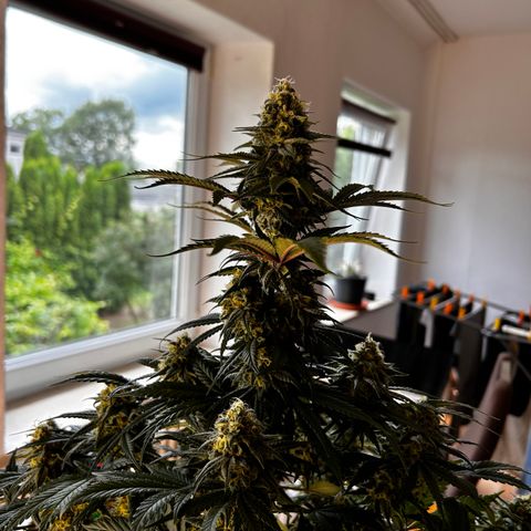 Royal Queen 1 growlog timeline photo